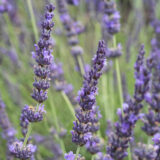 Provanszi hibrid levendula - Lavandula intermedia 'grosso' Hungaroplant.hu