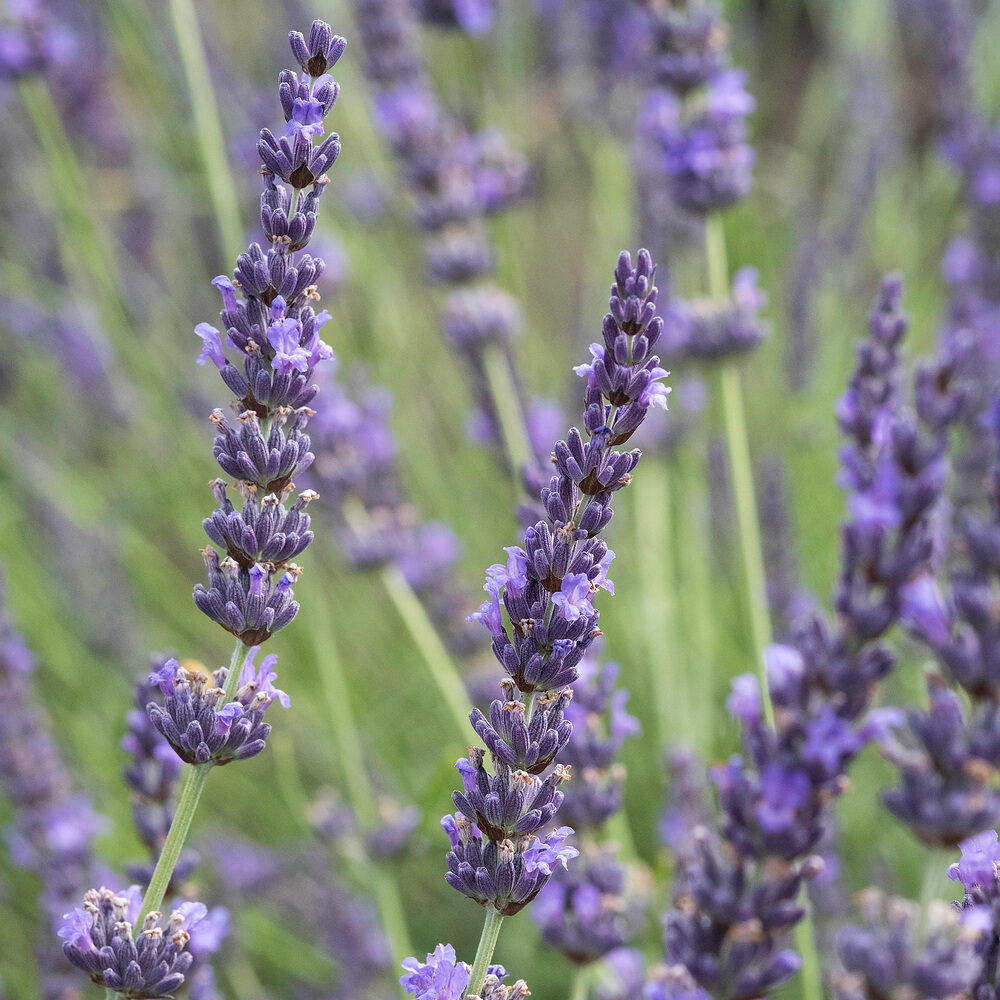 Lavandula Grosso Hungaroplant.hu