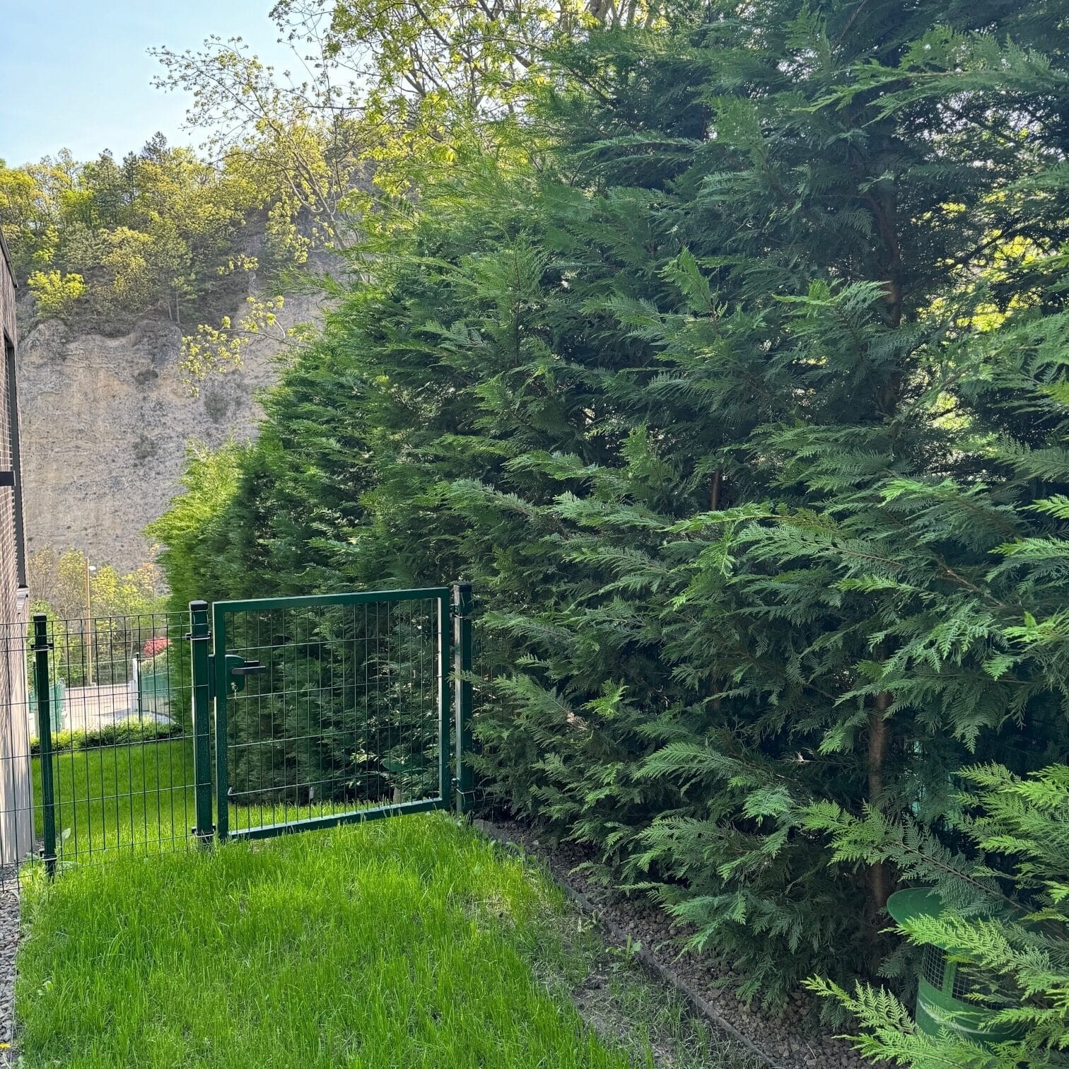 Leylandi Ciprus Hungaroplant.hu