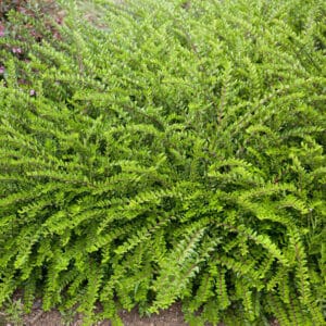 Kezdőoldal Télizöld meternye - Lonicera nitida 'maigrün'