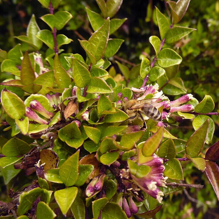 Lonicera nitida 'red tips'