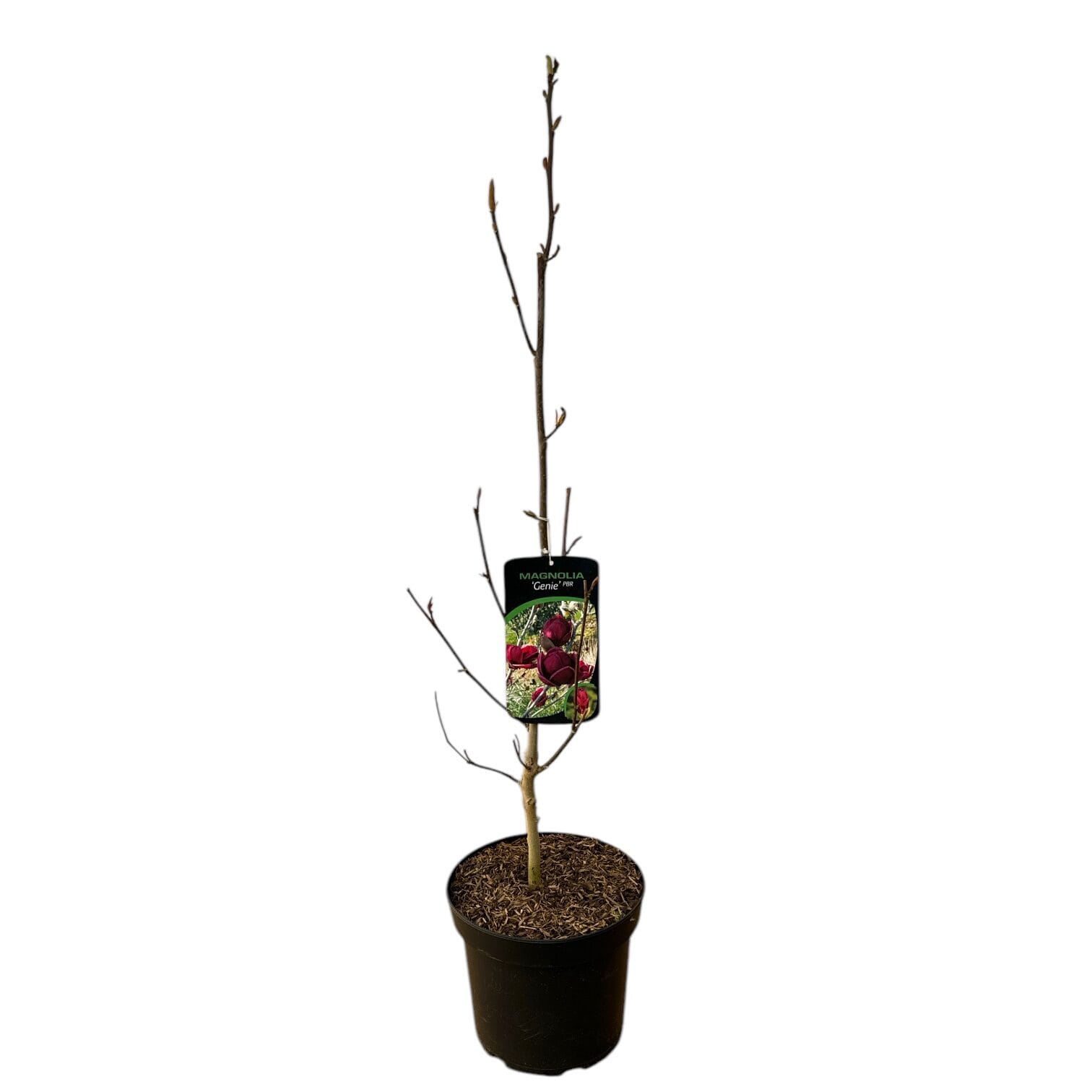 MAGNOLIA 'GENIE' Hungaroplant.hu