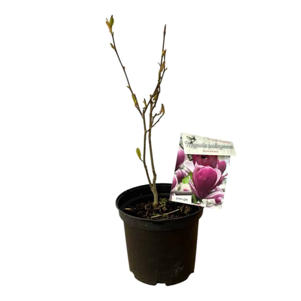 Nagyvirágú liliomfa – Magnolia soulangiana ‘rustica rubra’