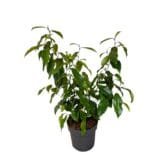 Magnolia figo 'stellar ruby' - Banánjázmin 'stellar ruby' Hungaroplant