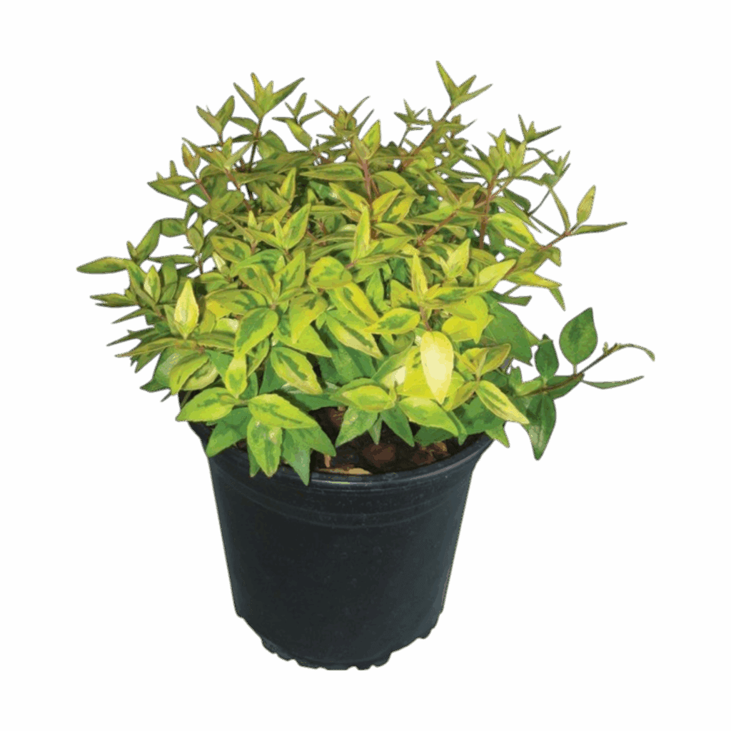 Nagyvirágú abélia (Abelia grandiflora)