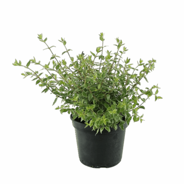 Hungaroplant
