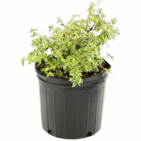 Hungaroplant