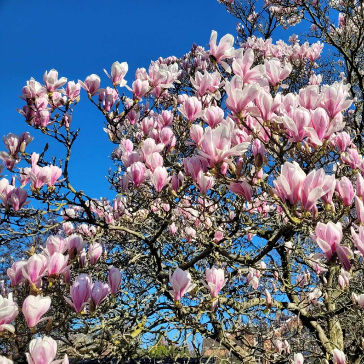 Nagyvirágú liliomfa (Magnolia soulangiana)