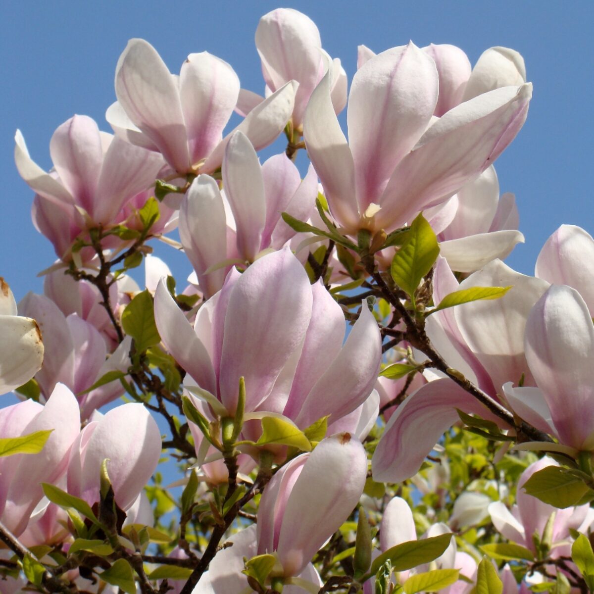 Nagyvirágú liliomfa (Magnolia soulangiana)1