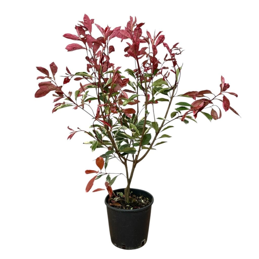 Korallberkenye (Photinia fraseri 'Pink Marble')