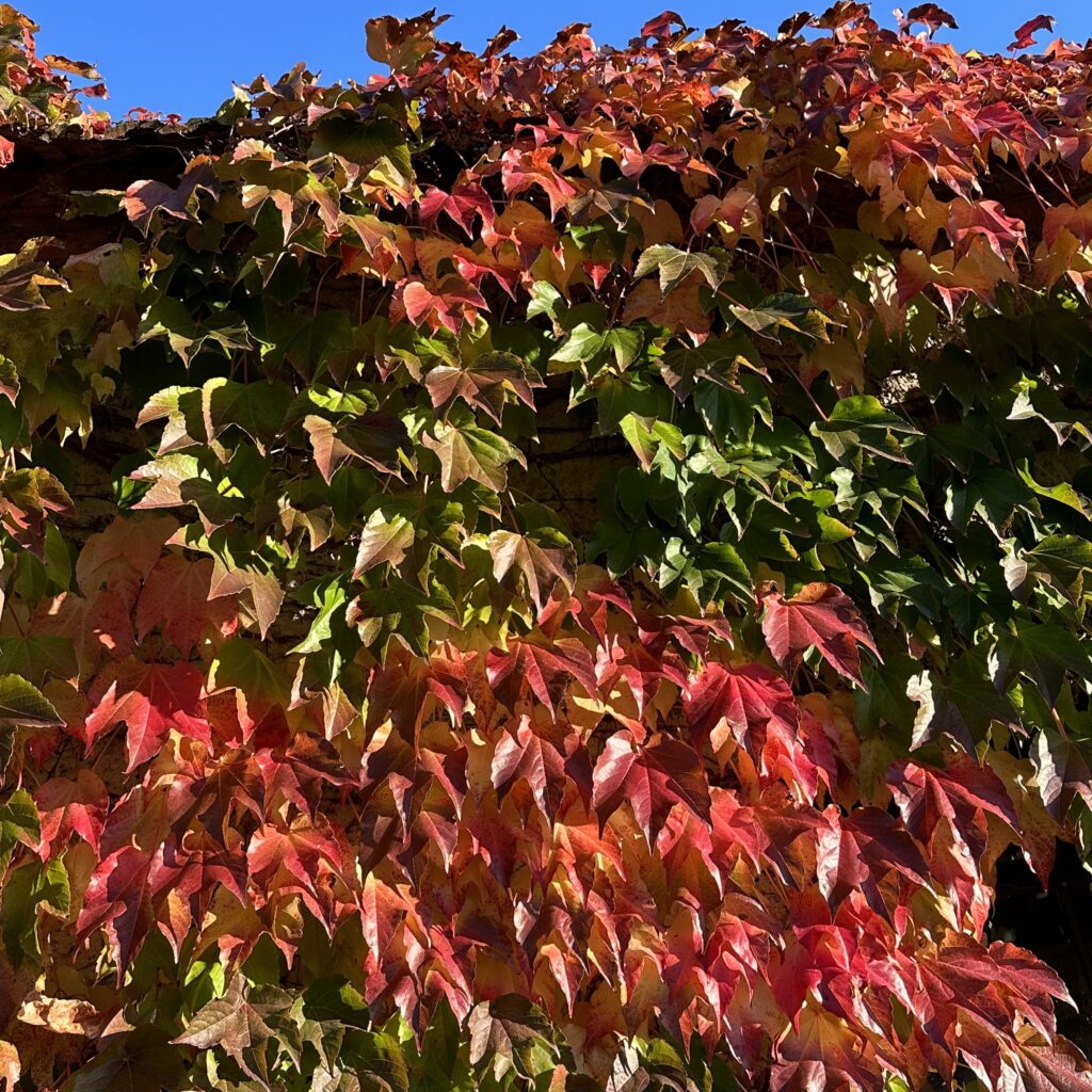 Japán vadszőlő – Parthenocissus tricuspidata ‘veitchii’