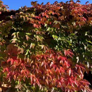 Japán vadszőlő – Parthenocissus tricuspidata ‘veitchii’