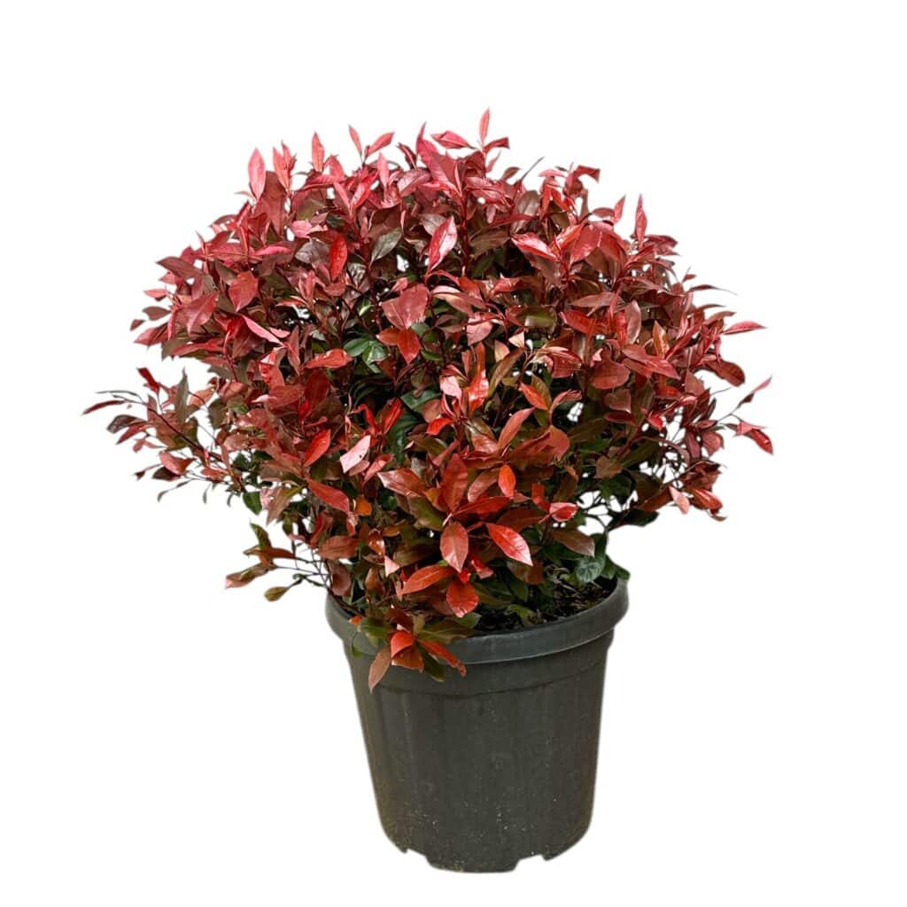 Korallberkenye – Photinia fraseri ‘carre rouge’