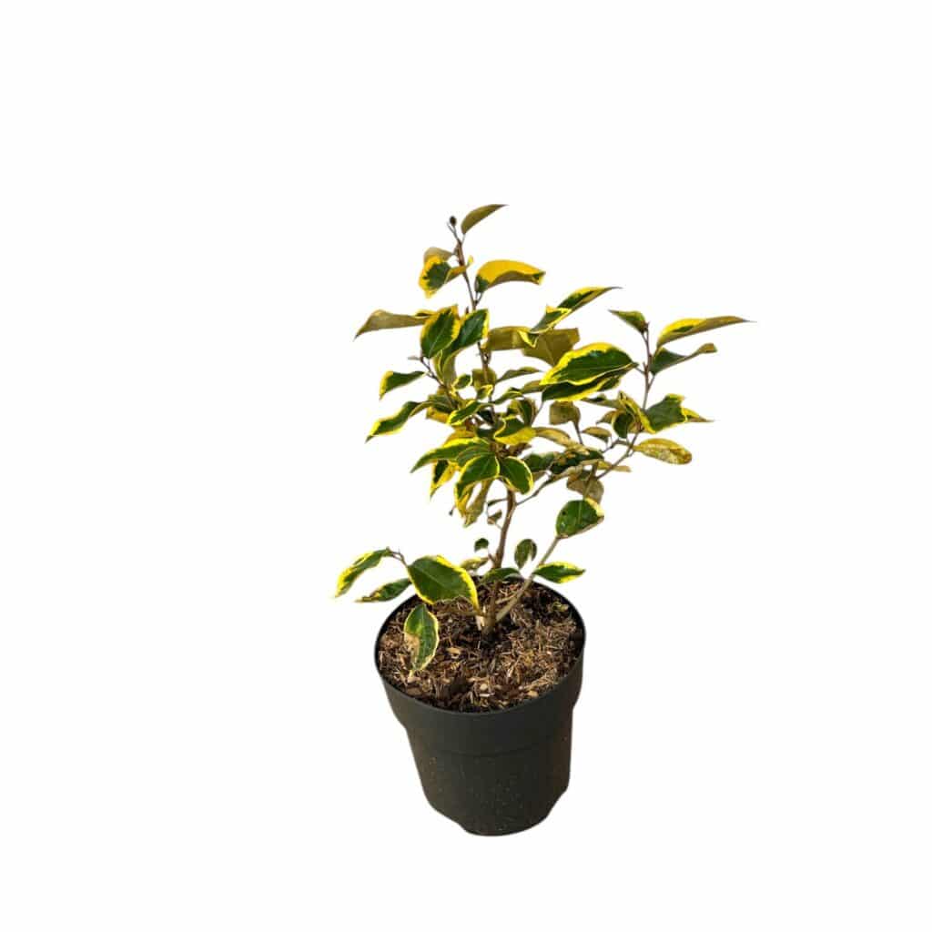Ezüstfa (Elaeagnus ebbingei 'Gilt Edge')