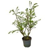 Szárnyas kecskerágó - EUONYMUS ALATUS Hungaroplant