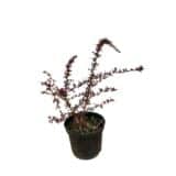 Vöröslevelű japán borbolya. - Berberis thunbergii 'carmen' Hungaroplant