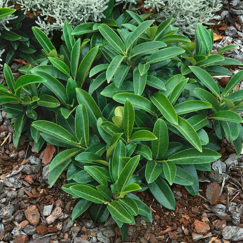Prunus laurocerasus Mount Vernon