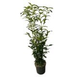 Oszlopos babércseresznye - Prunus laurocerasus 'genolia' Hungaroplant