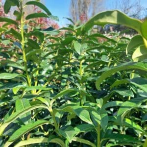 Oszlopos babérmeggy (Prunus laurocerasus 'Genolia')