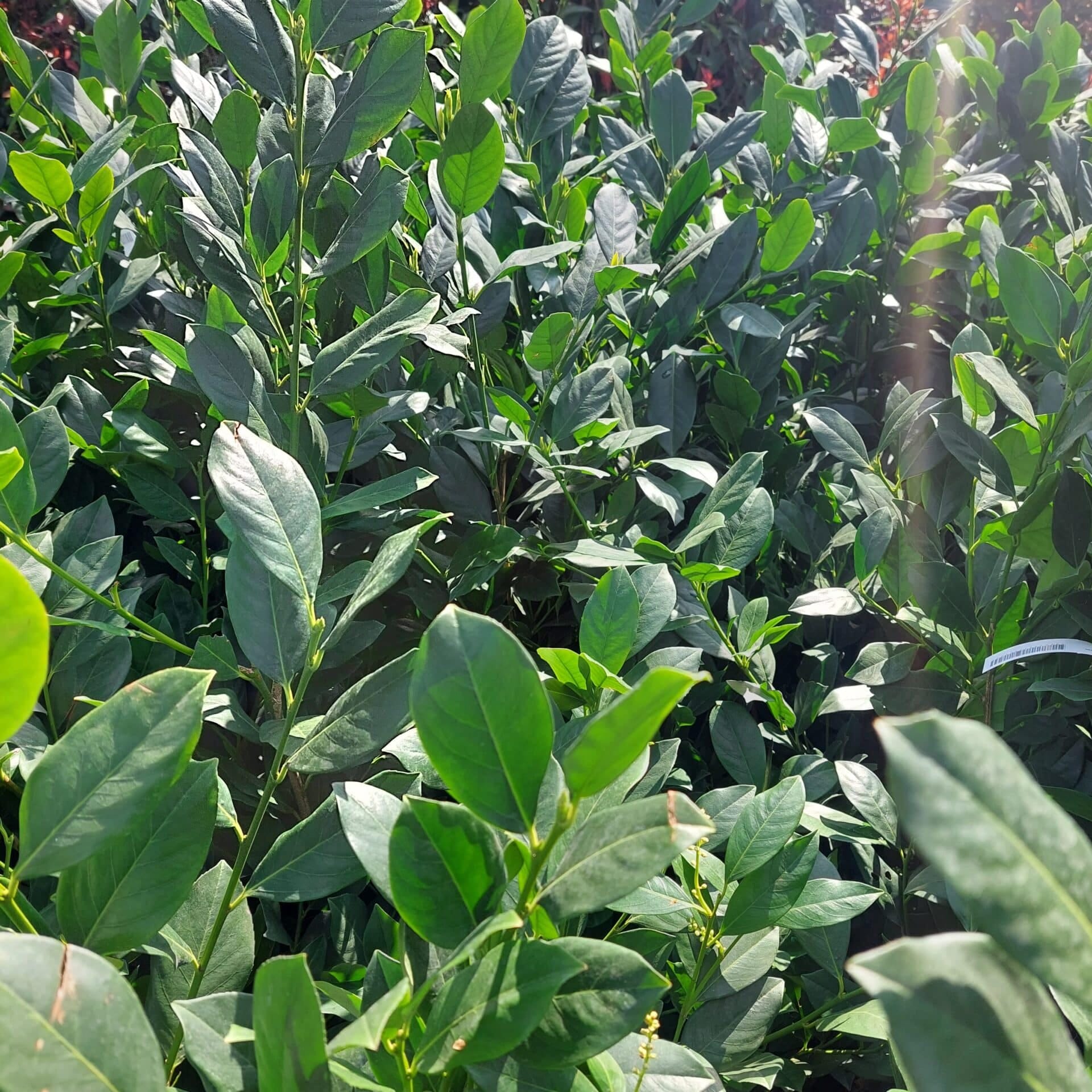 Prunus laurocerasus 'mano' Hungaroplant.hu