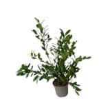 Tömött babércseresznye - Prunus laurocerasus 'mano' Hungaroplant