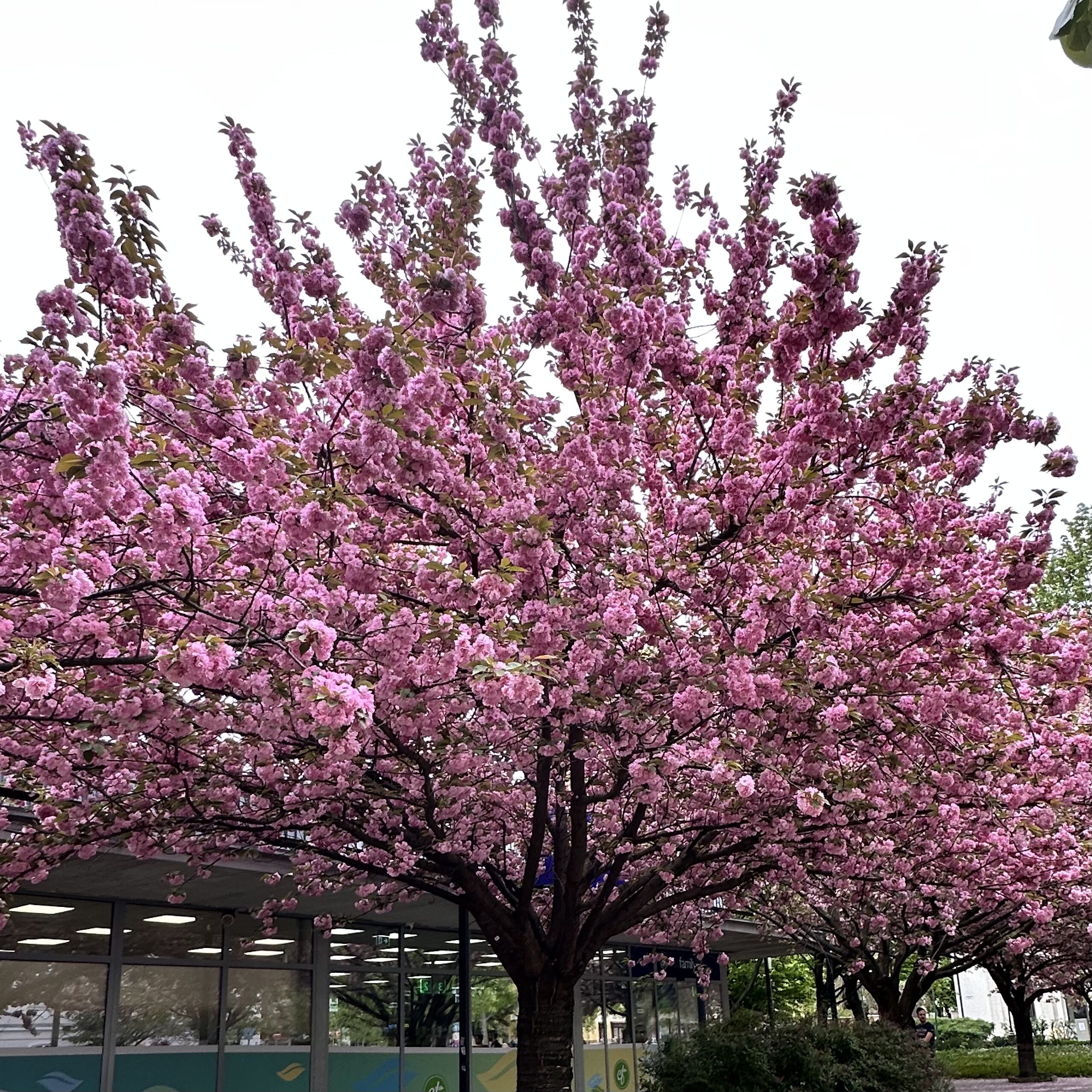 PrunusSerrulata Kanzan