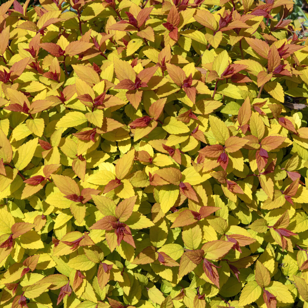 Japán gyöngyvirágcserje – Spiraea japonica ‘goldflame’