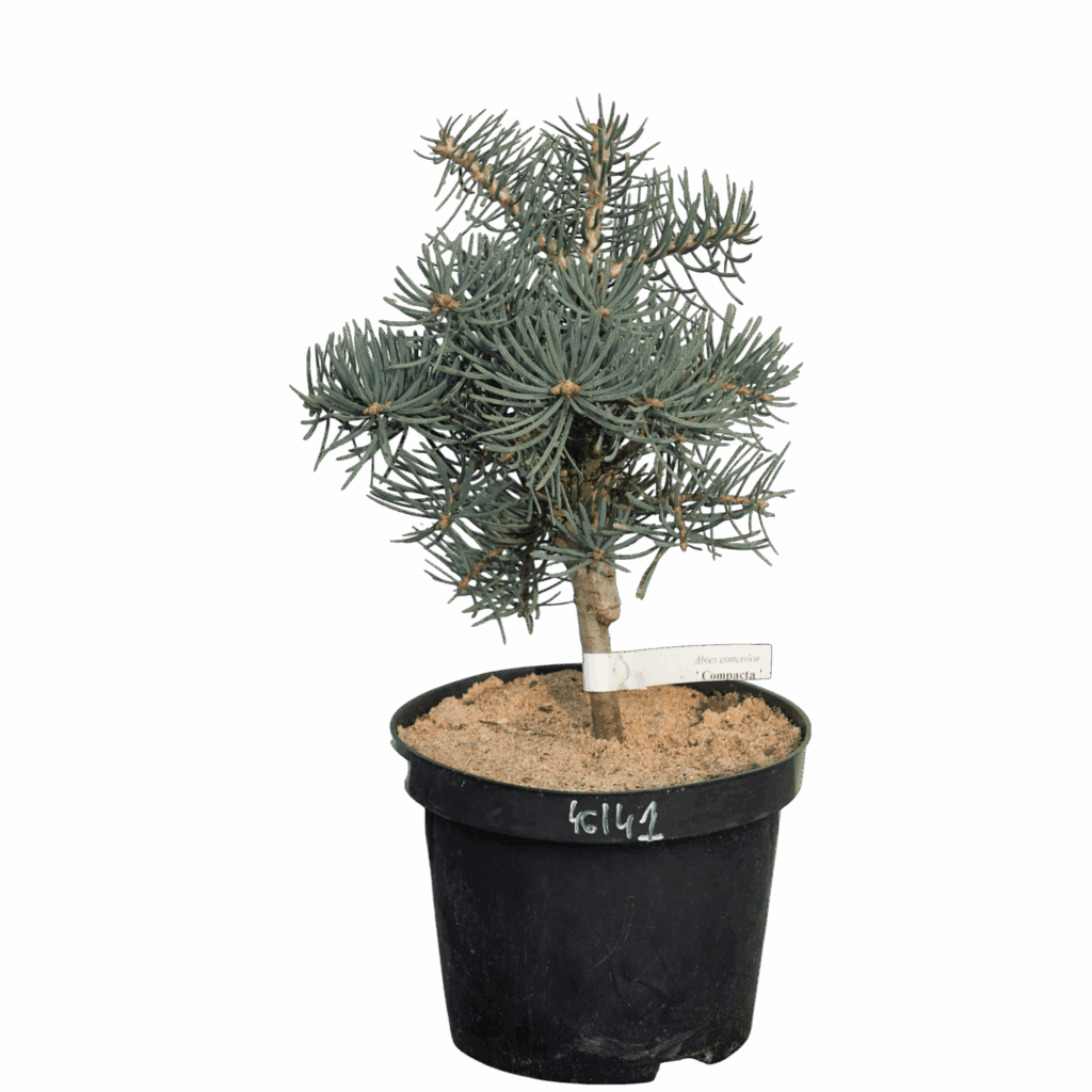 Törpe színarany balzsamfenyő (Abies concolor 'Compacta')