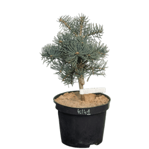 Törpe színarany balzsamfenyő (Abies concolor 'Compacta')