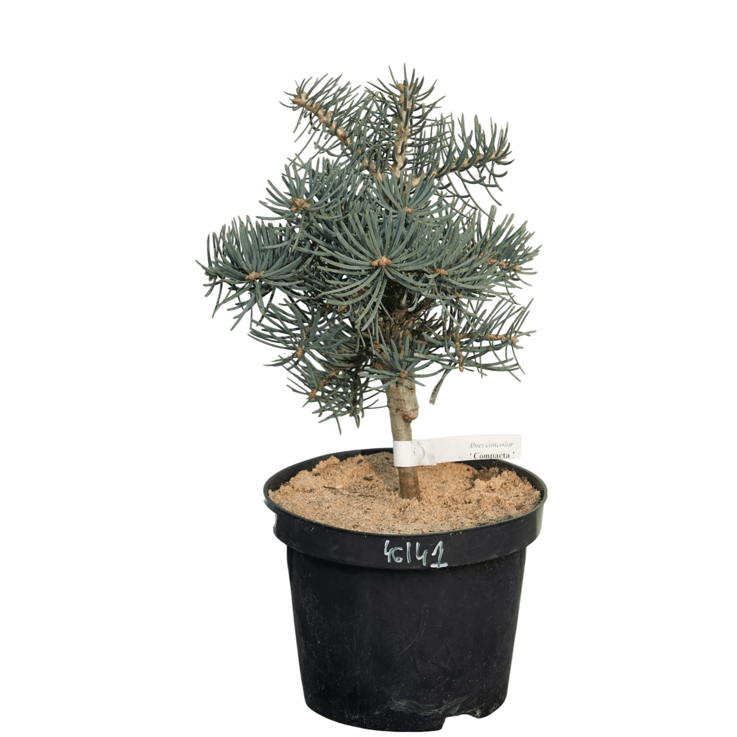 TÖRPE SZÍNARANY BALZSAMFENYŐ – ABIES CONCOLOR 'COMPACTA' Hungaroplant