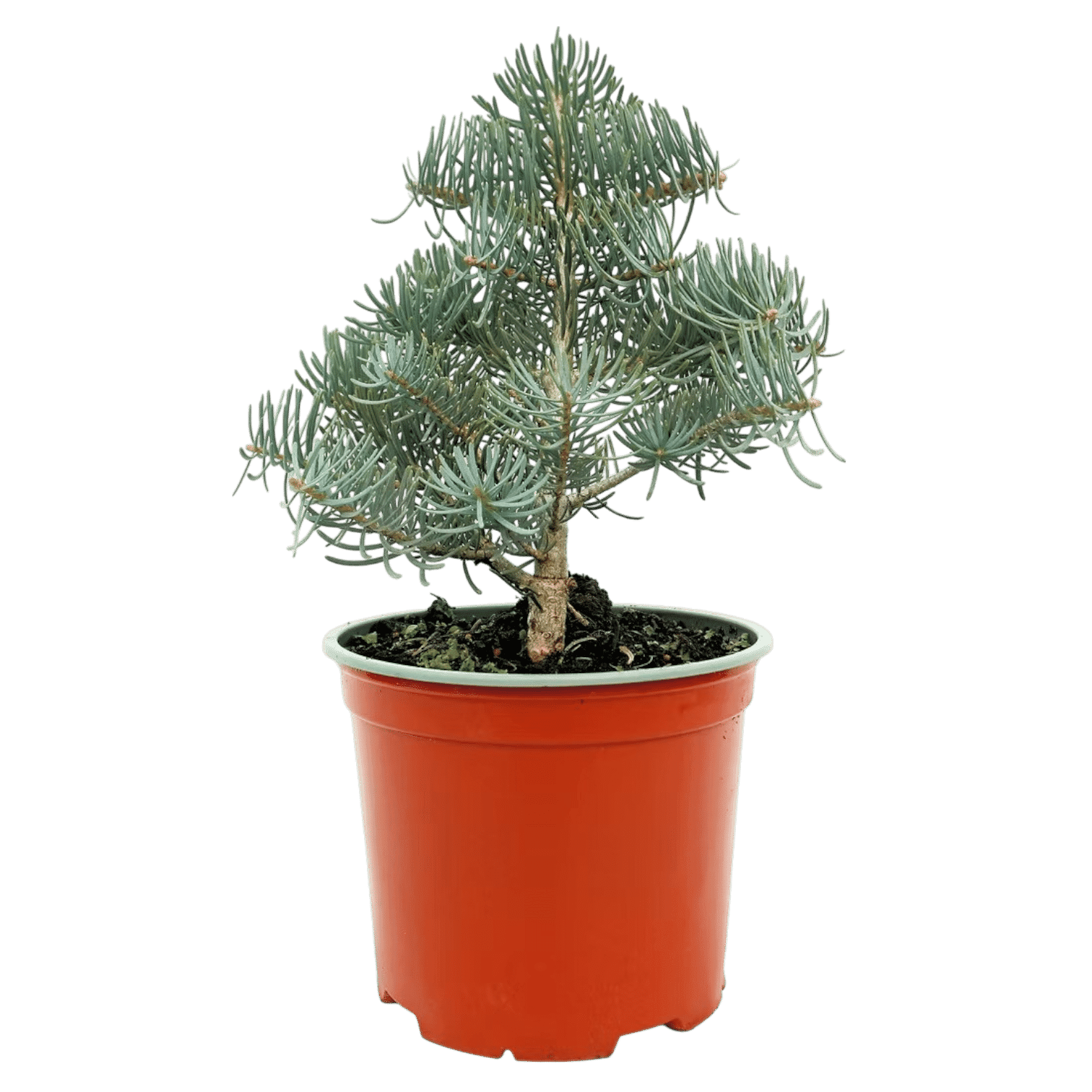 TÖRPE SZÍNARANY BALZSAMFENYŐ – ABIES CONCOLOR 'NANA' Hungaroplant