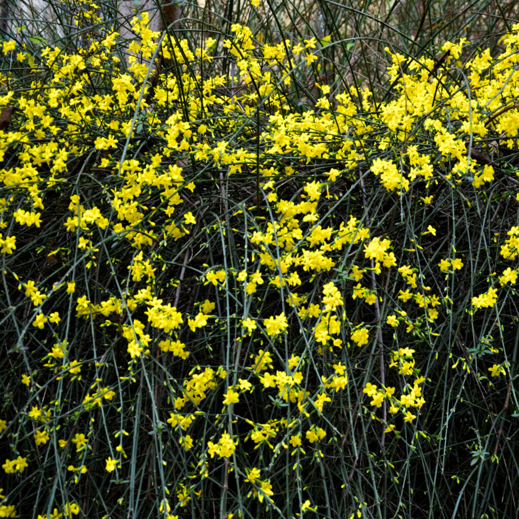 Téli jázmin (Jasminum nudiflorum)