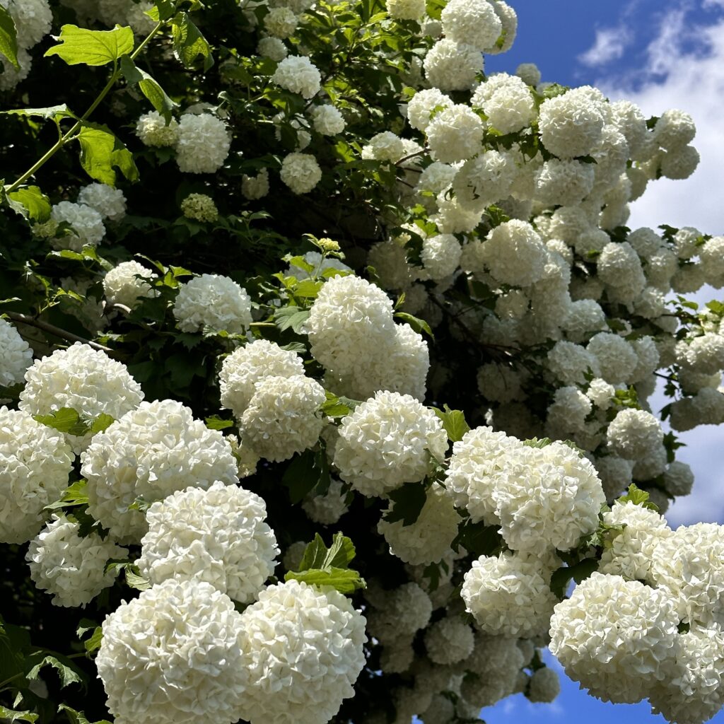 Kányabangita (Viburnum opulus)