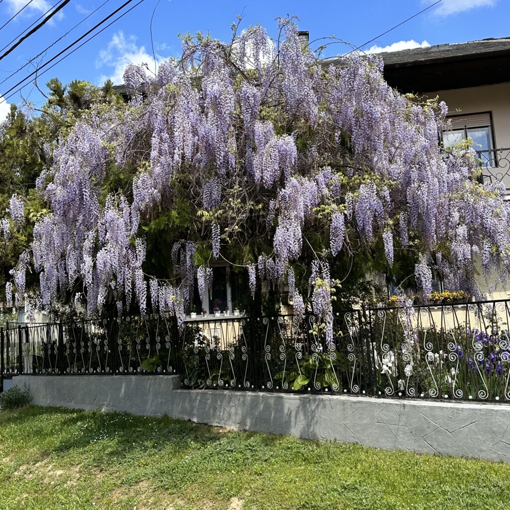 Kínai lilaakác (Wisteria sinensis)