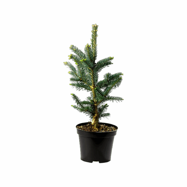 Hungaroplant