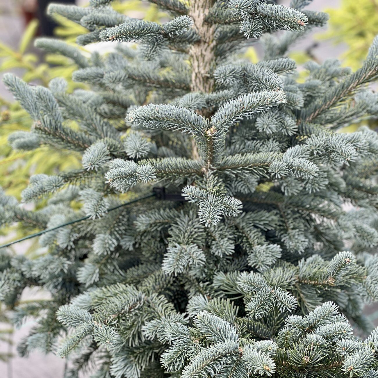 abies lasiocarpa argentea