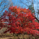 Japán juhar - Acer palmatum Hungaroplant.hu