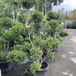 Pom-pon formájú japán magyal (Ilex crenata ‘Green Hedge’)