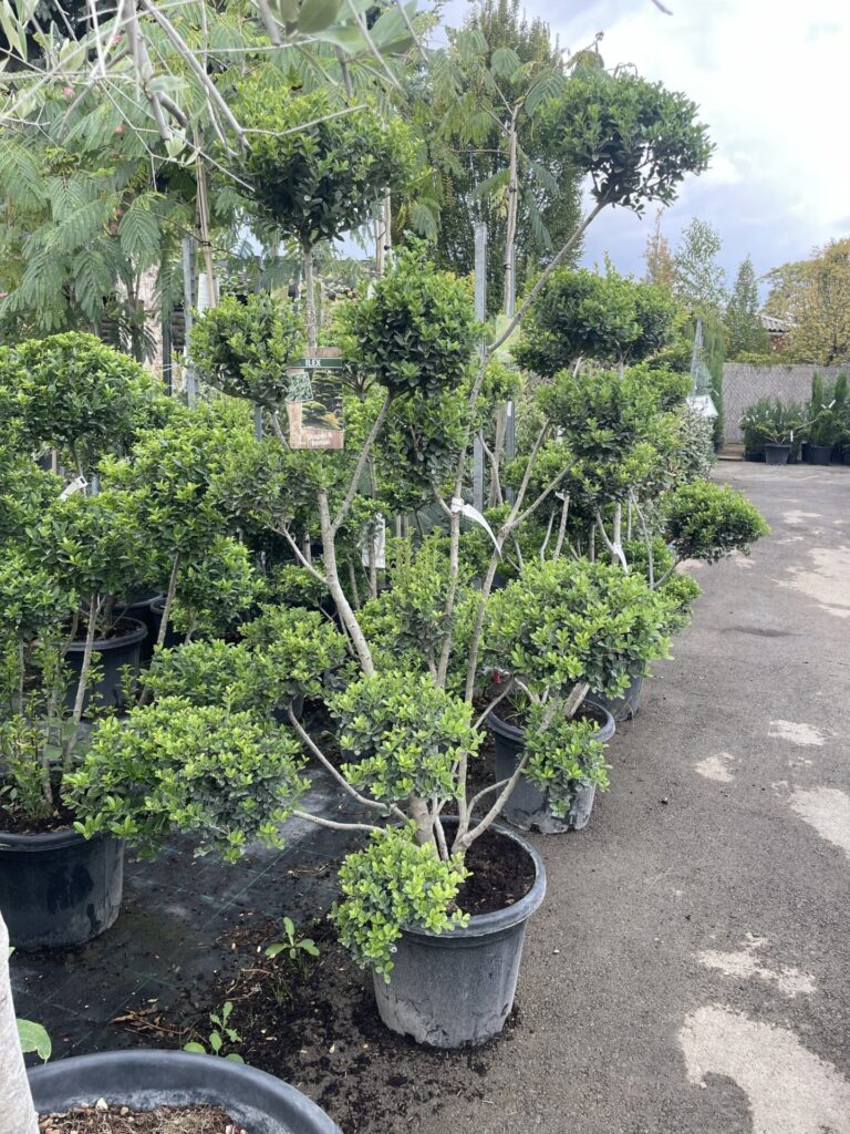 Pom-pon formájú japán magyal (Ilex crenata ‘Green Hedge’)