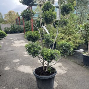 Pom-pon formájú japán magyal (Ilex crenata ‘Green Hedge’)