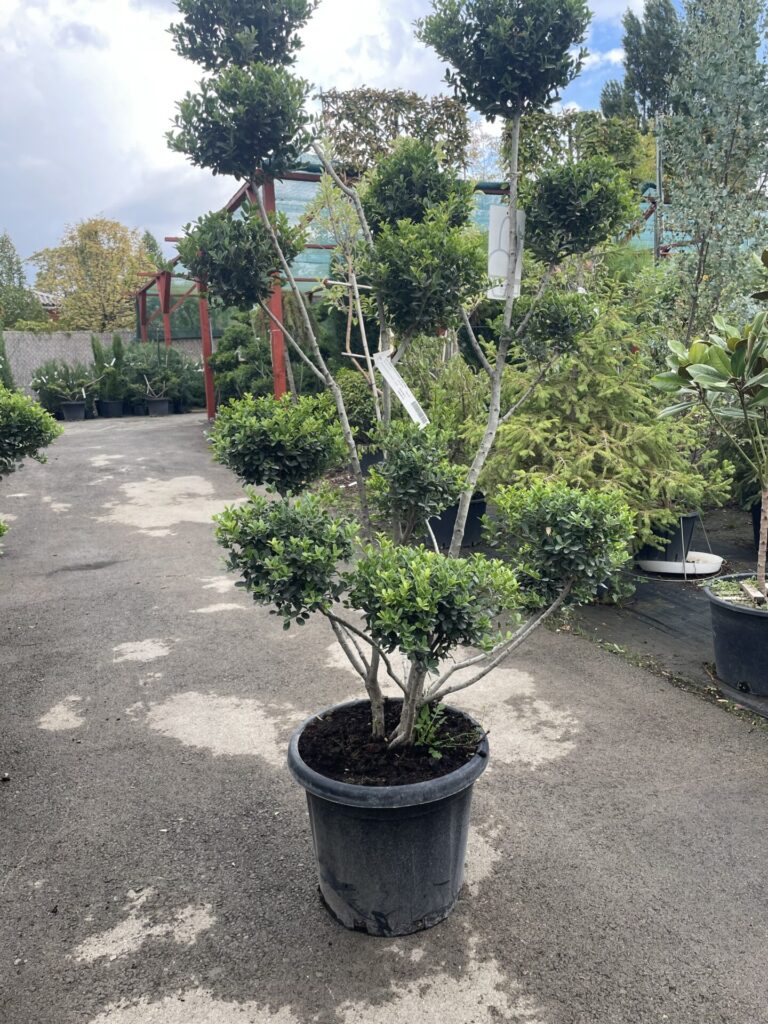 Pom-pon formájú japán magyal (Ilex crenata ‘Green Hedge’)