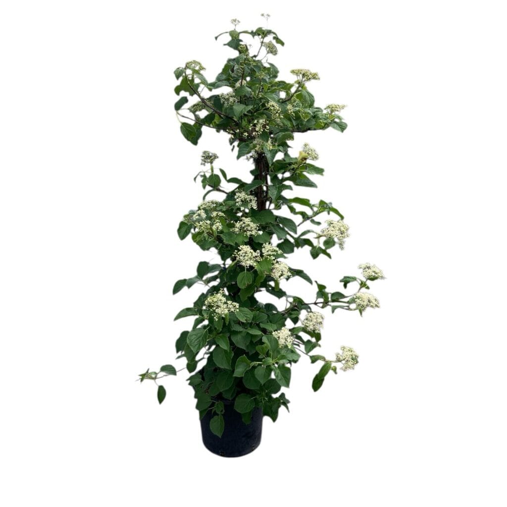 Kúszó hortenzia (Hydrangea anomala ‘petiolaris’)
