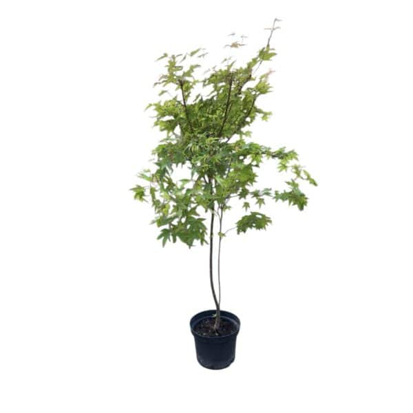 Hungaroplant