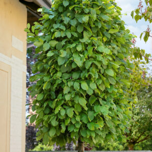 Közönséges gyertyán (Carpinus betulus)