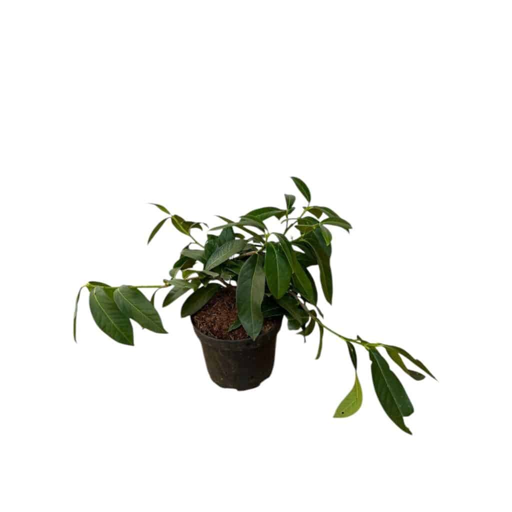 Terülő babérmeggy (prunus laurocerasus ‘mont vernon’)