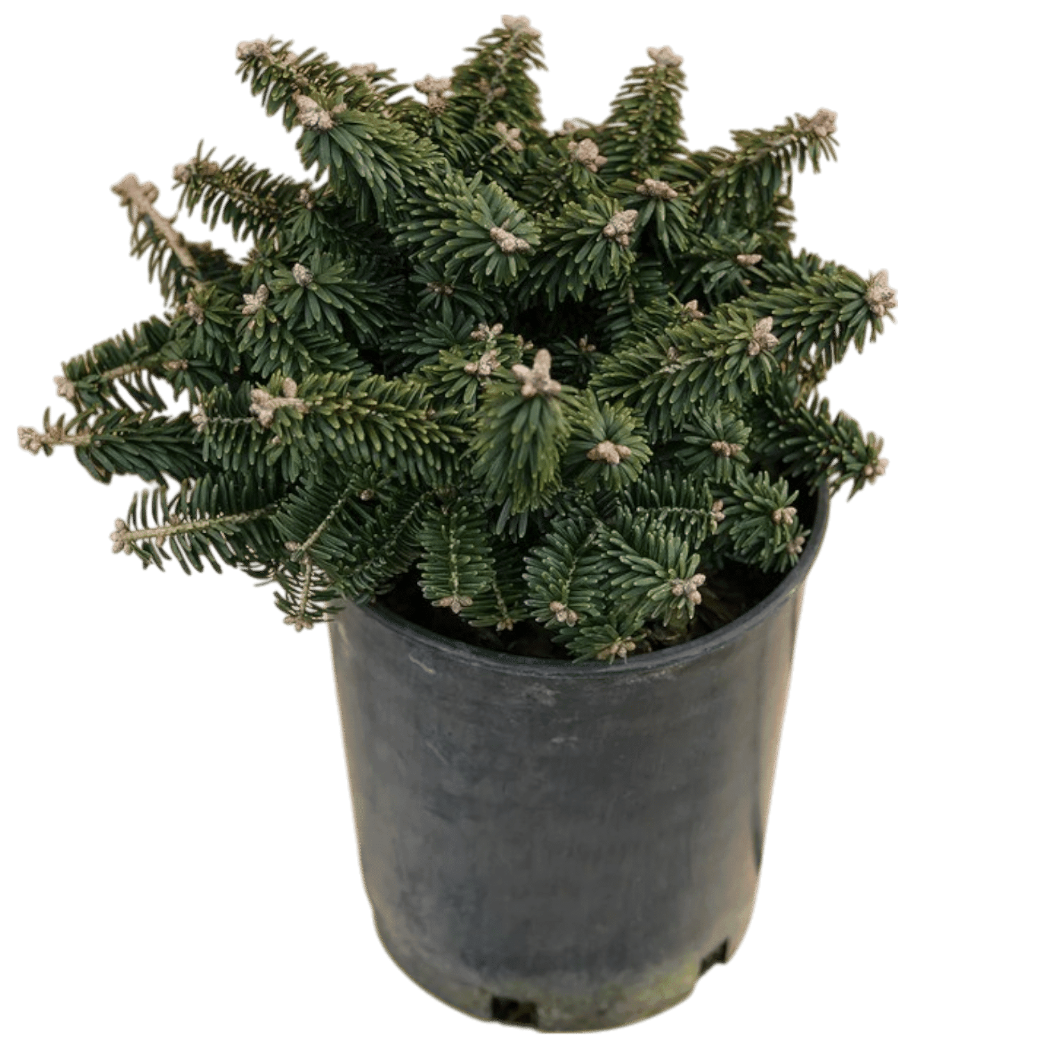 nana-Photoroom Hungaroplant