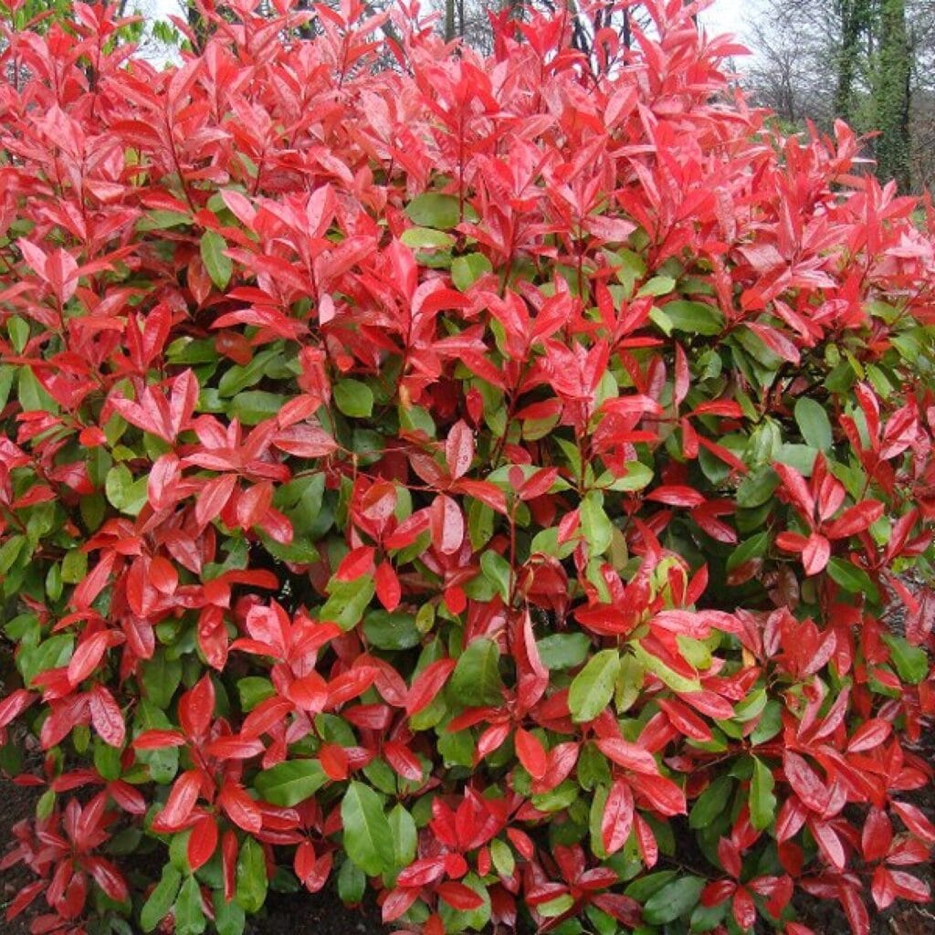 Korallberkenye (photinia fraseri ‘ little red robin’)