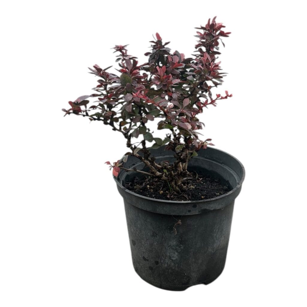 Törpe vöröslevelű japán borbolya (berberis thunbergii ‘Bagatelle’)