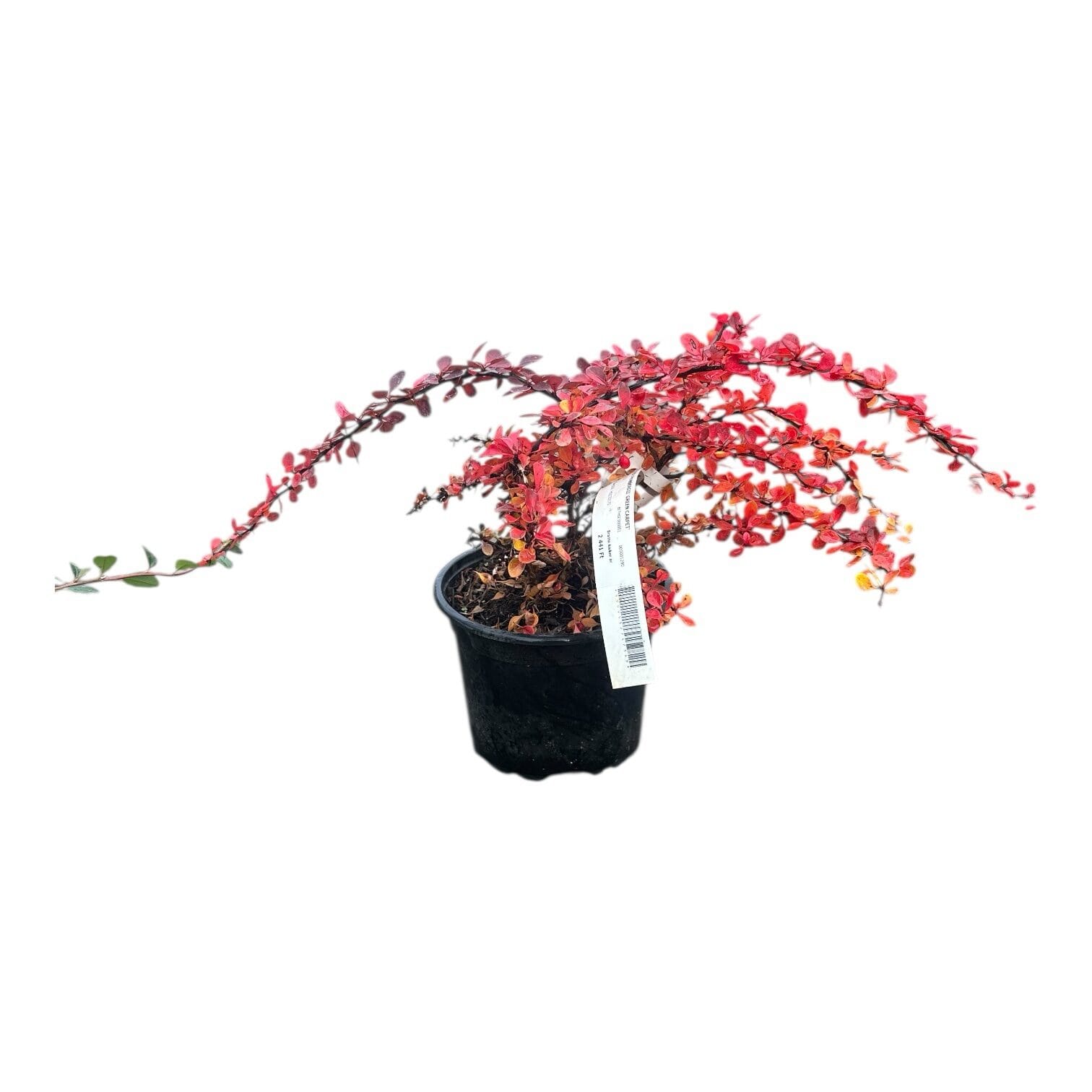 photoroom_007_20251023_092120 Hungaroplant