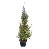 Tarka ezüstfa (elaeagnus ebbingei ‘viveleg’) Hungaroplant